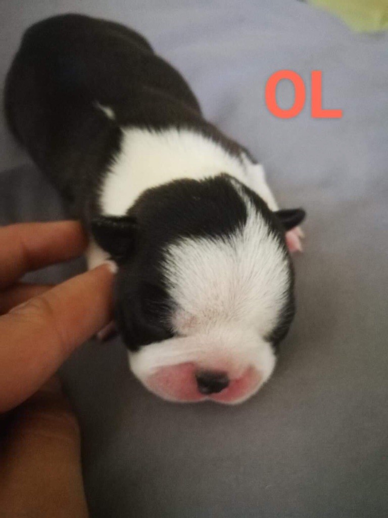 of Fast Spirit - Chiot disponible  - Boston Terrier