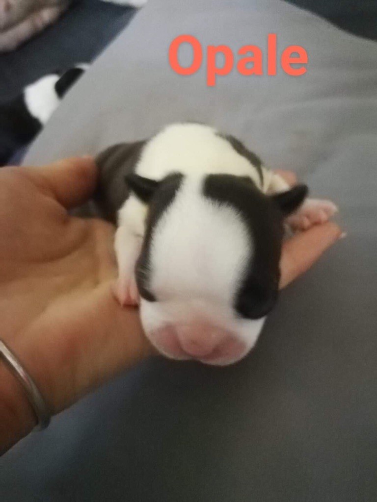 of Fast Spirit - Chiot disponible  - Boston Terrier